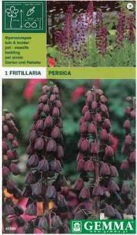 Fritillaria Persica